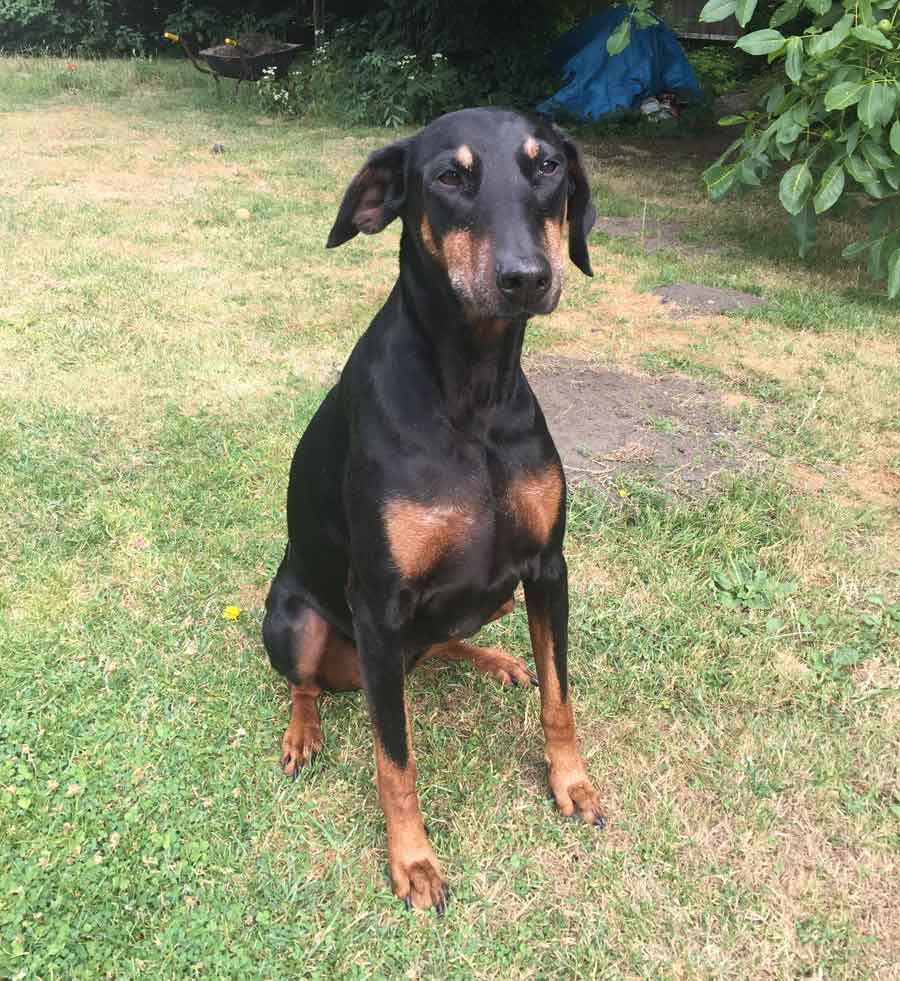 Diva the Doberman