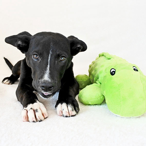 Beefy the Border Collie Mix