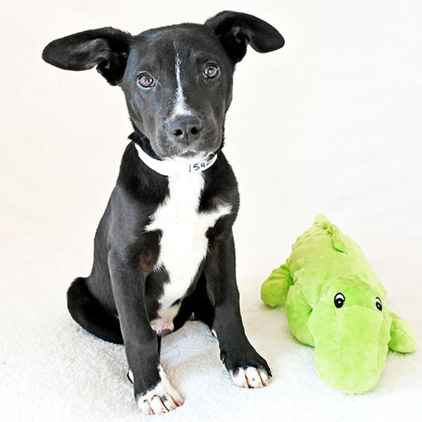 Beefy the Border Collie Mix