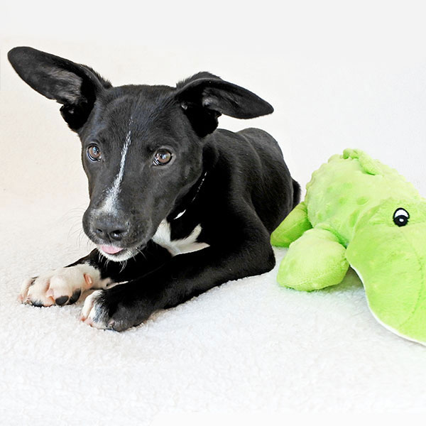Beefy the Border Collie Mix