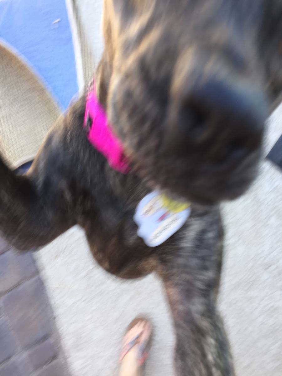 Mater the American Staffordshire Terrier Mix