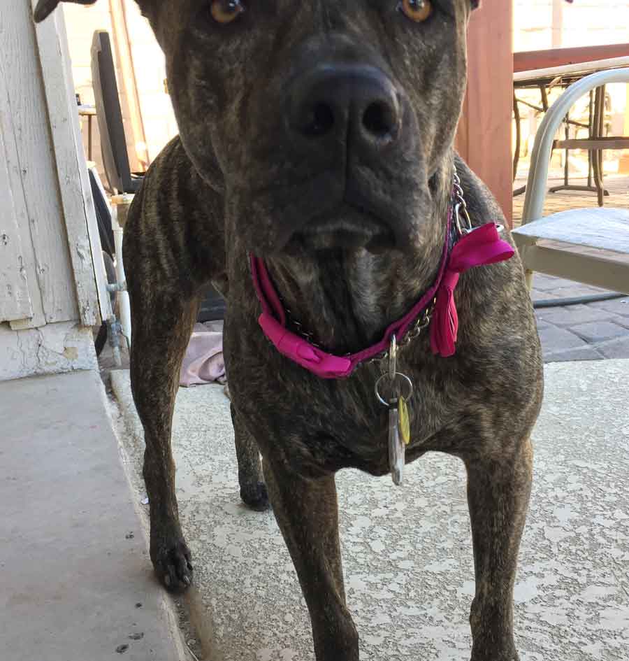 Mater the American Staffordshire Terrier Mix