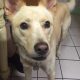 Cody the Husky, Golden Carolina Labrador Mix