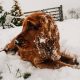 Winter Grooming Tips for Long-Haired Dogs