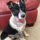 Sneffels the Australian Cattle Dog Mix