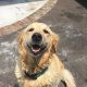 Salty the English Golden Retriever