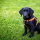 6 Reasons Why Your Dog Should Walk On a Harness Instead of a Collar