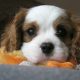 Penny the Cavalier King Charles Spaniel