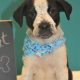 Sprout the Australian Shepherd, Beagle Mix