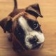 4 Reasons Why You Should Make Homemade Dog Treats