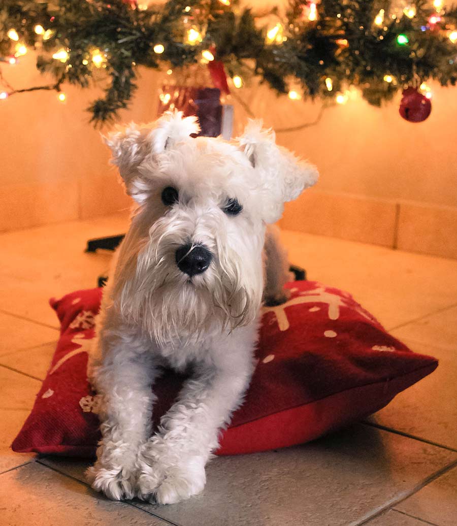 Bundy the Schnauzer Mix