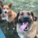 Finley the German Shepherd, Golden Retriever Mix
