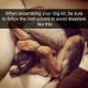 Dog Kit Meme