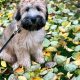 Winnie the Soft-Coated Wheaten Terrier