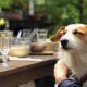 Human Foods Dogs Can Eat