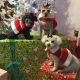 Dakota, Zoe and Cierra the Schnauzer, Bichon and Shih Tzu