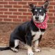 Newman the Bassett Hound, Corgi Mix