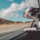 How to Manage Your Pet During Your Move