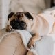 This Pet Care Concierge Will Pamper your Fur-Buddy like a Boss!