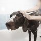 Groom Your Dog with High-Quality Dog Shampoo