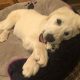 Aslan the Anatolian Shepherd