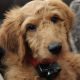 Bacon the Goldendoodle