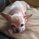 Bitty Bit the Chihuahua, Pekingese Mix