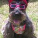 Cookie the Miniature Schnauzer