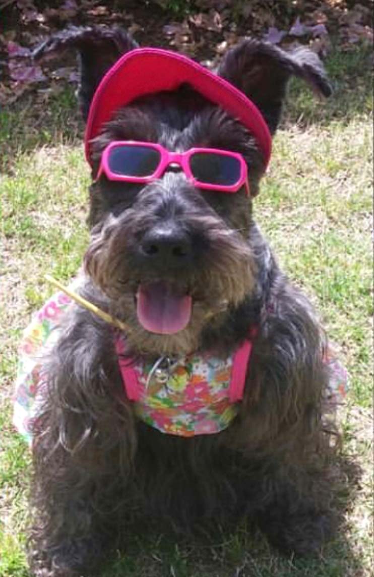 Cookie the Miniature Schnauzer