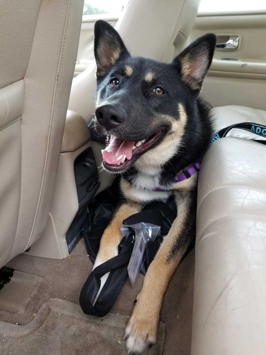 Keegan the German Shepherd Mix