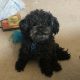 Oscar the Shih-Tzu, Poodle Mix