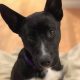 Pepper the Border Collie, German Shepherd Mix