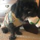 Ranger the Havanese Mix