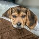 Willow the Beagle