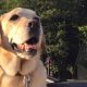 1 in 3 Dog Owners Face a Fine if They Don't Restrain Their Dog in the Car, Study Says