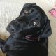 Isabella the Black Labrador Retriever