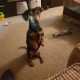 Ralph the Miniature Dachshund