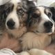 Bailey and Beckham the Australian Shepherds