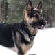 Ace the German Shepherd