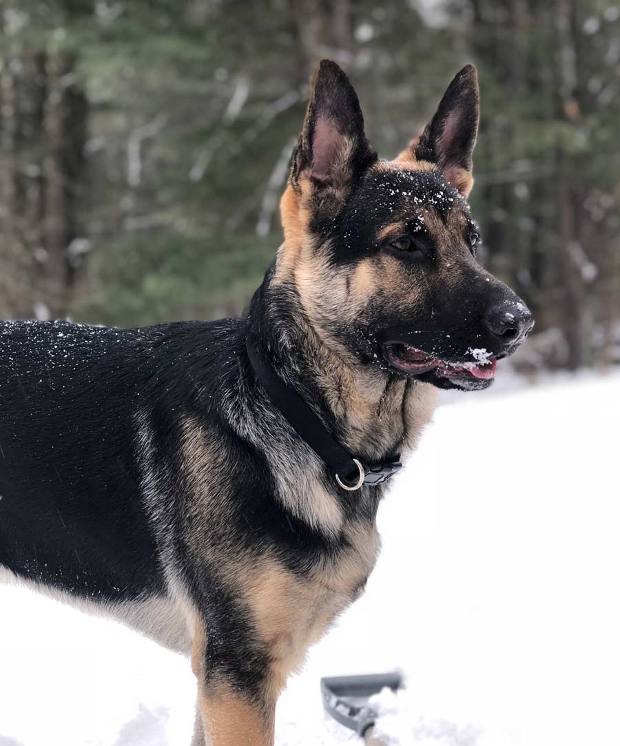 Ace the German Shepherd