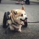 Caring for an Amputee Dog: What You Need to Know