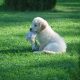 7 Great Tips on Choosing the Best Dog for You