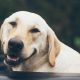 CBD Oil for Dogs: Can It Reduce Your Dog's Stress?