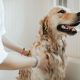 8 Most Essential Grooming and Training Accessories for Your Dog