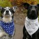 Breathing difficulties in dogs may be a sign of a bigger health problem, therefore it is important to conduct some diagnosis to be sure of the main underlying cause of such problems. Heart diseases, infections such as viruses, or parasitic and heartworm disease can be the main cause of breathing problems in dogs.
