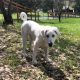 Aslan the Anatolian Shepherd