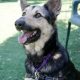 Atlas the German Shepherd Mix
