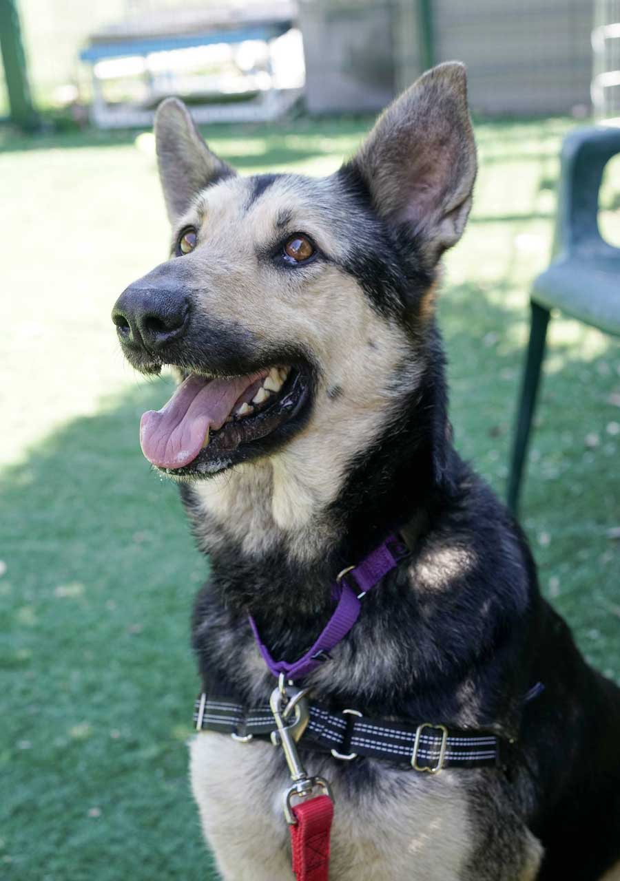 Atlas the German Shepherd Mix
