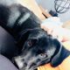 Bear the German Shepherd, Labrador Retriever Mix