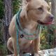 Buddha the American Bulldog, Chihuahua Mix